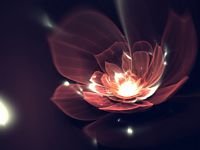 pic for fractal flower 